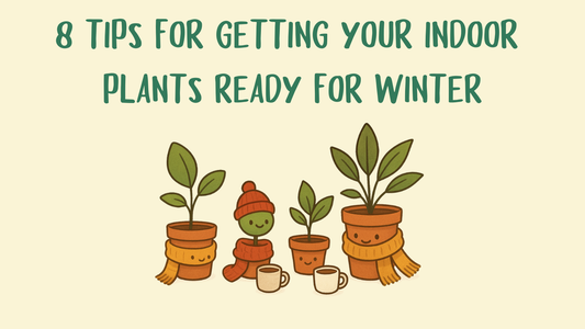 Getting Your Indoor Plants Ready for Winter