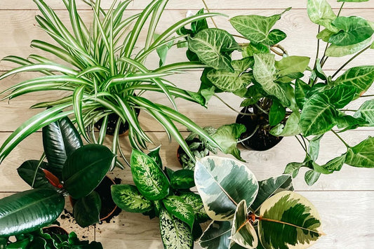 Best Plants For Hanging Pots